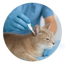 Tick & Fleas Tick & Fleas