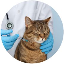 Vaccination Vaccination